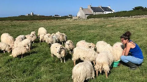 Ouessant : un an aprs leur arrive, pari russi pour...