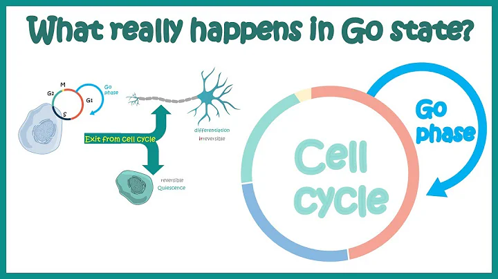 G0 Phase of Cell cycle | Why cells enter a G0 phase? | Cell cycle | Animated biology with ARPAN | G0