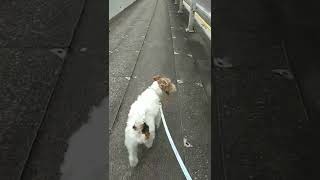 Walking With Our Fox Terrier And Lakeland Terrier Dogs