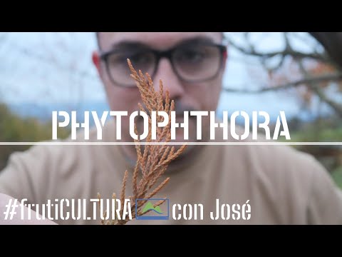 Video: ¿Qué causa Phytophthora?