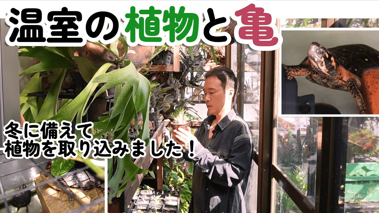 温室の植物と亀【2025年秋】