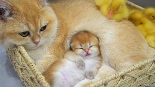 Adorable cuties kitten Shin with his older brother Loki and ducklings || 1st week after birth