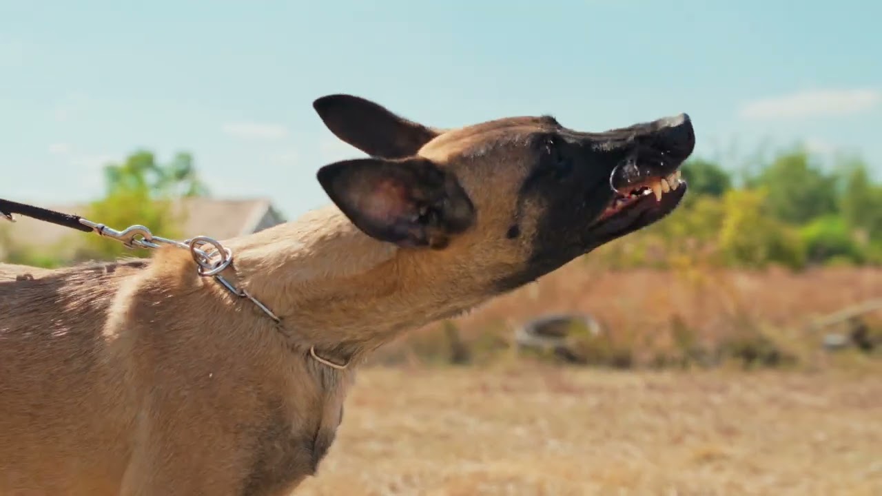 SPARTIAN HUNTER KENNEL PROMO