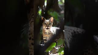 Animal behavior hustlers should adopt;Leopard 🐆 Face your problem directly, be brave and smart