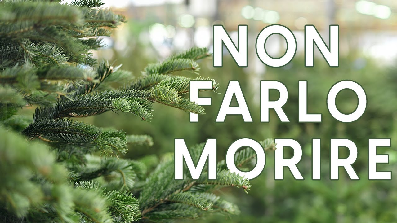 Prendersi cura dell'albero di Natale durante e dopo le feste 🎄