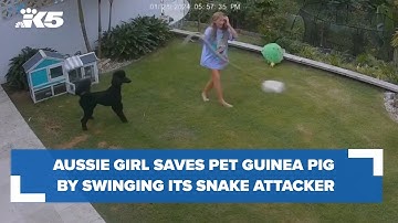 12-year-old girl rescues pet guinea pig from the jaws of a snake