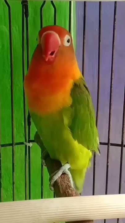 suara lovebird fighter ngekek panjang sangat bagus masteran semuablovebird #lbdurasipanjang