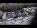 Crested Partridges - Borneo birding tours