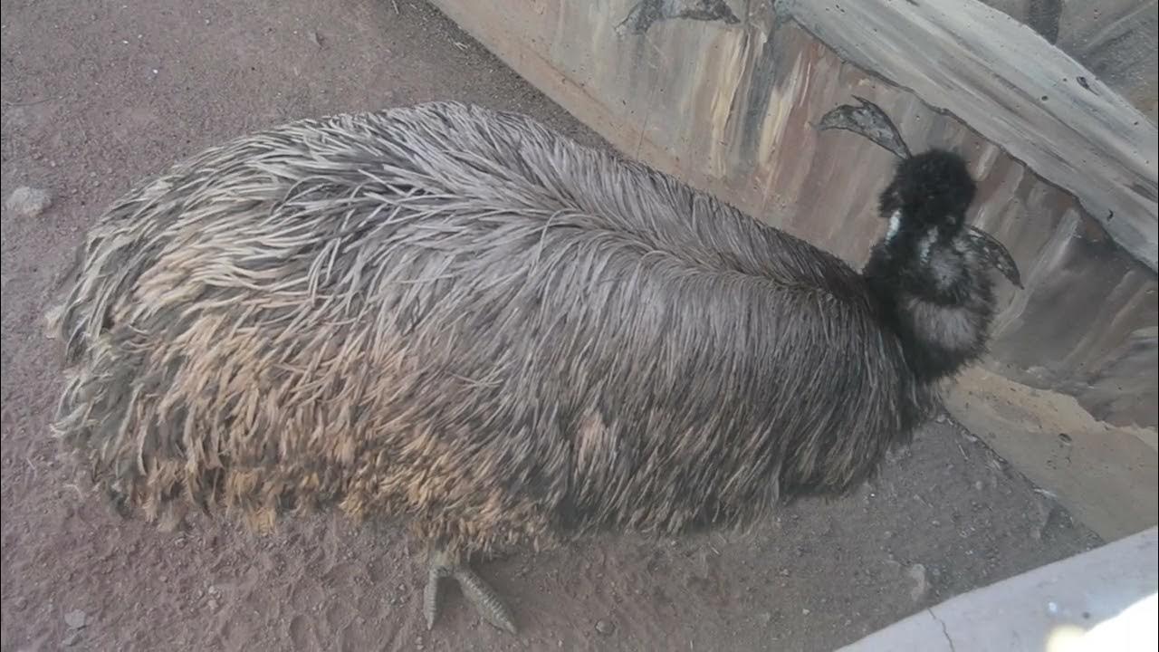 What does an Emu sound like? YouTube