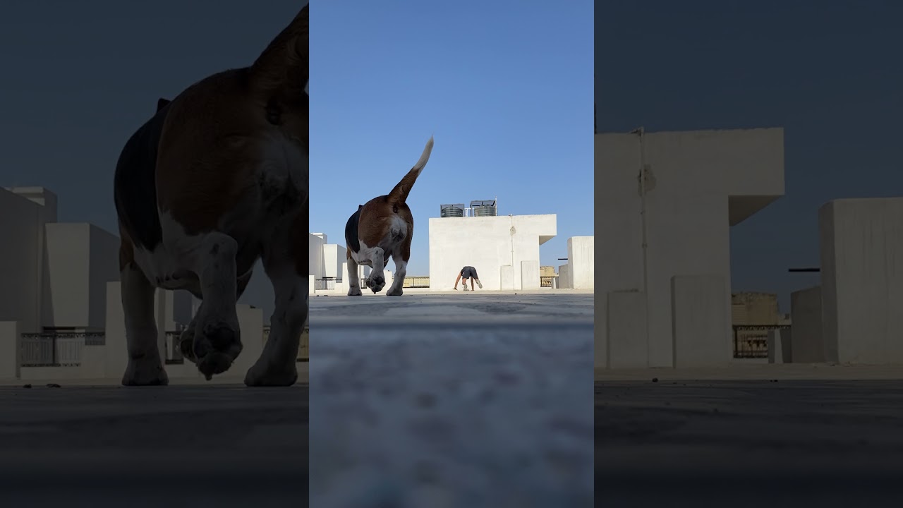 Animal Flow with my dog. #shorts #youtubeshorts