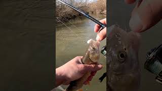 Wild River - Chub Fishing On Lures Resimi