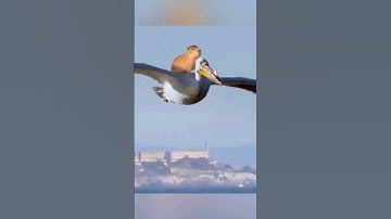 Capybara |  Chuột Lang Nước | Đại sứ Hòa Bình | #capybara