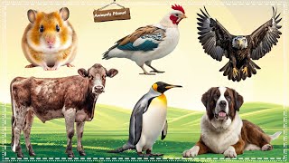 Funny and Adorable Animals Videos: Hamster, Chicken, Eagle, Dog, Cow, Penguin