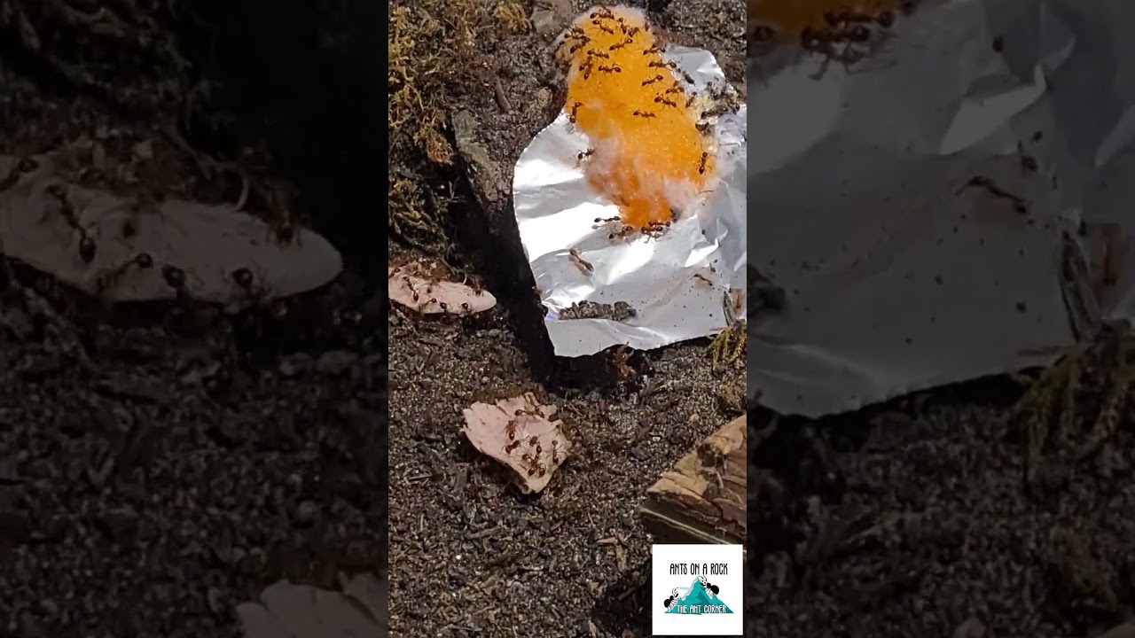 When You Accidentally Breath On Your Ant Colony at Feeding Time #antsonarock #feedingtime #ants