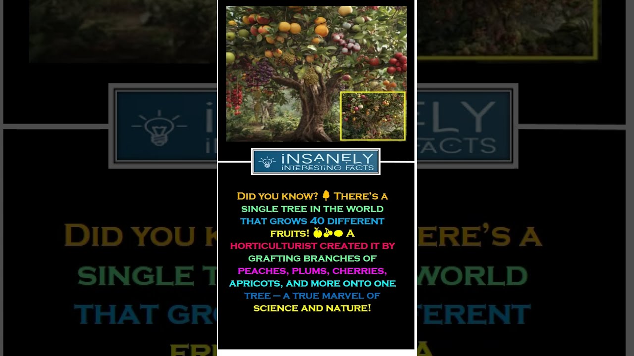 One Tree, 40 Fruits – You Won’t Believe This Exists!