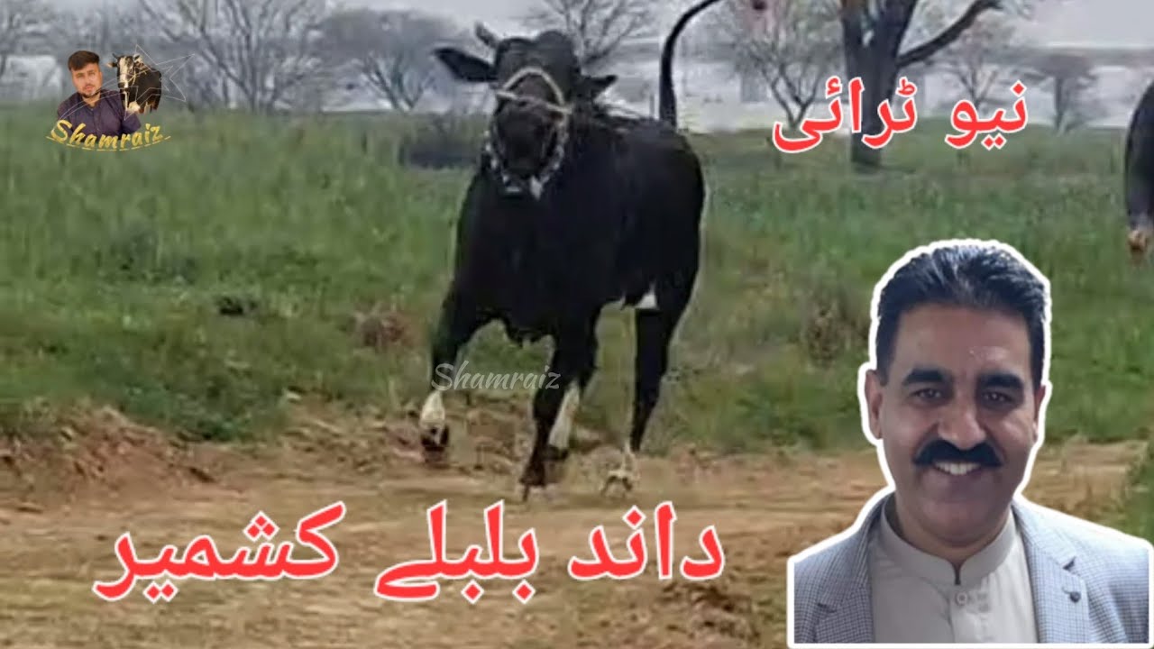 Ch Rukhsar ch rukhsar shab bajar | new try today | bull race azad kashmir - YouTube