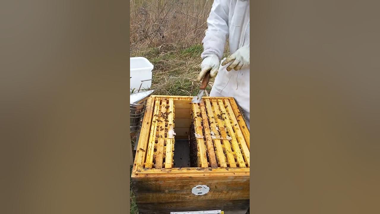 Пчеловод 2024 билеты. Журнал пчеловодства за 2023 год. Ценник из магазина шмель на черном фоне. Пчеловод 2024 билеты. Пчеловод 2024 билеты.