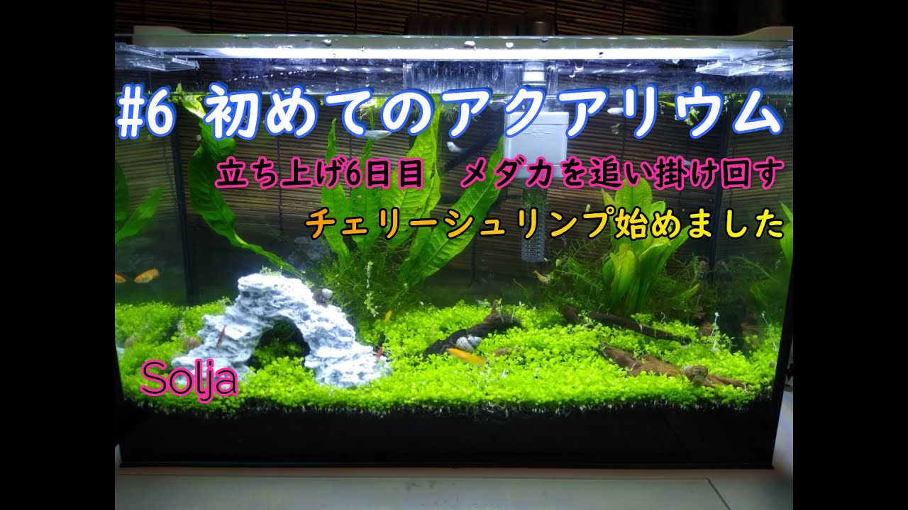 アクアリウム Aquarium 6 チェリーシュリンプ導入 水槽 初心者 Youtube