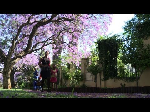 Vidéo: Quand fleurissent les jacarandas ?