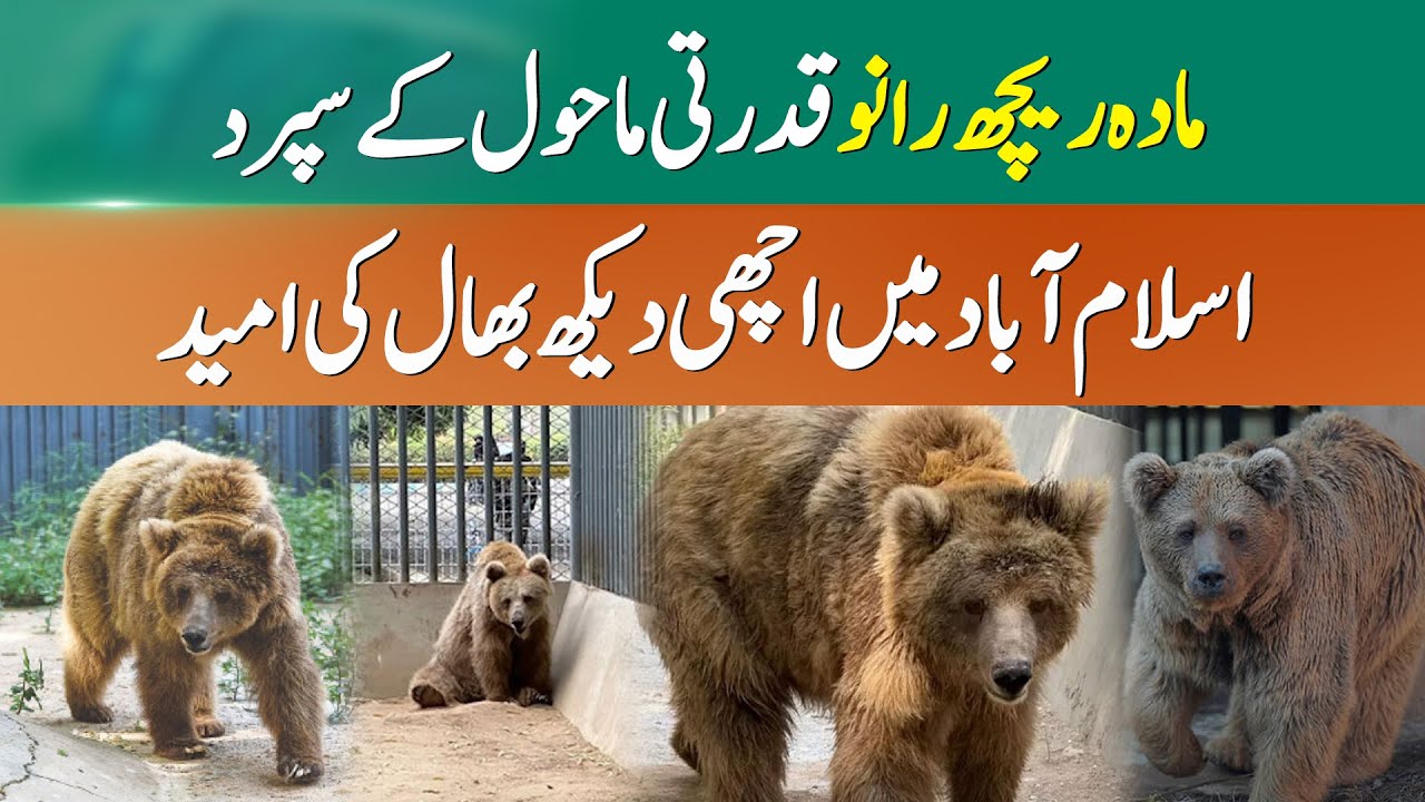 Is Rano Finally Getting a Safe, Natural Home? | 365 News - YouTube
