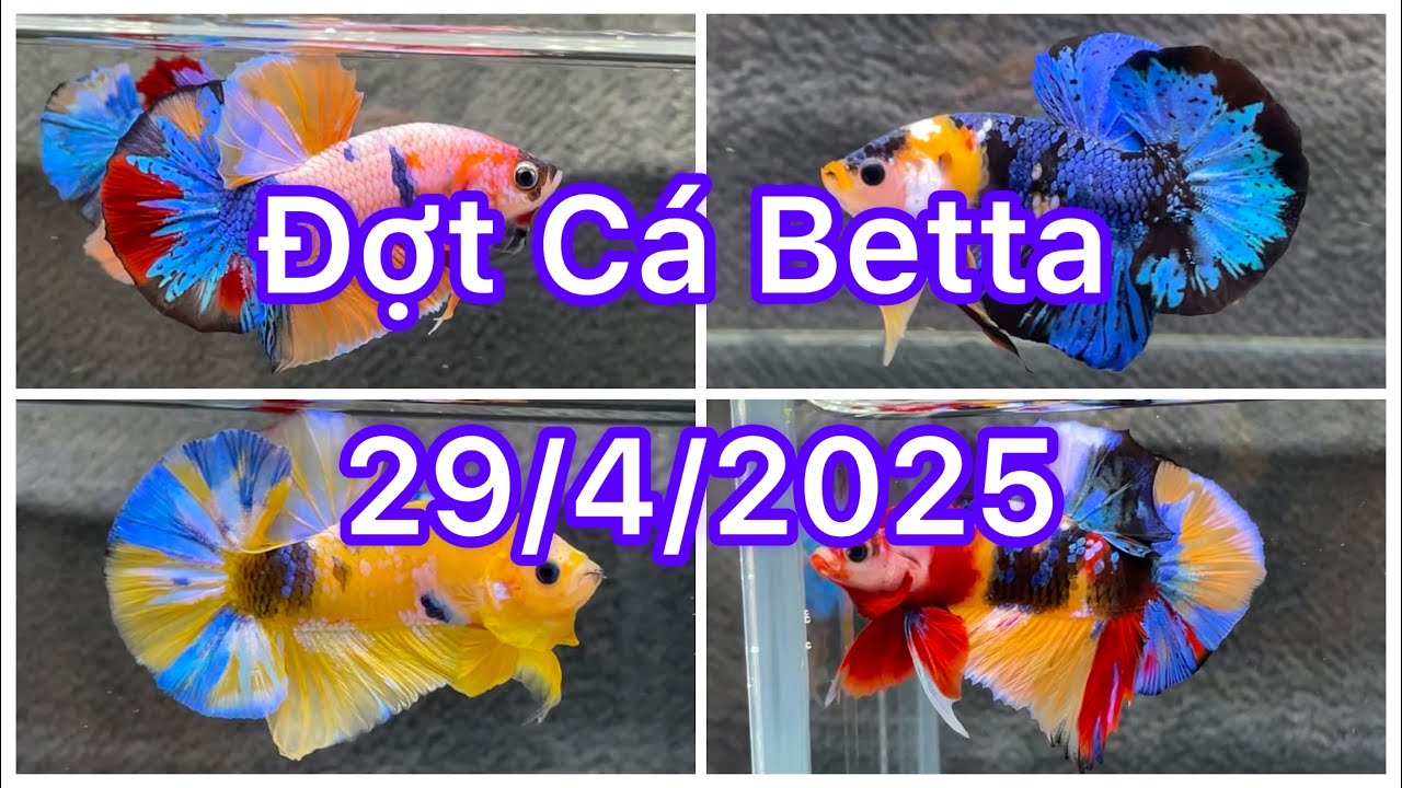 Đợt Cá Betta 29/4🍀🌈Nemo Multicolour | Nemo Galaxy | Black Multi | Yellow GLx| Tuyển chọn | Bình Dân