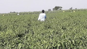 Fertilizers Broadcasting