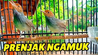 Prenjak Manapun Bakal Nyaut Dan Jadi Gacor Dengan Pancingan Prenjak Pikat Ini Wajib Di Coba 