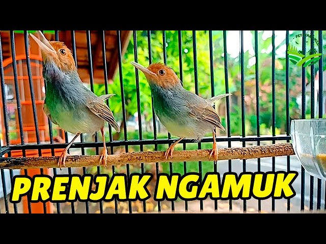 Prenjak MANAPUN bakal NYAUT dan jadi GACOR dengan Pancingan Prenjak PIKAT ini, WAJIB DI COBA !!! class=