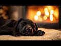 Cozy Fireplace Sleeping Labrador Retriever Puppy 10 Hours Of Relaxing Fire Sounds 