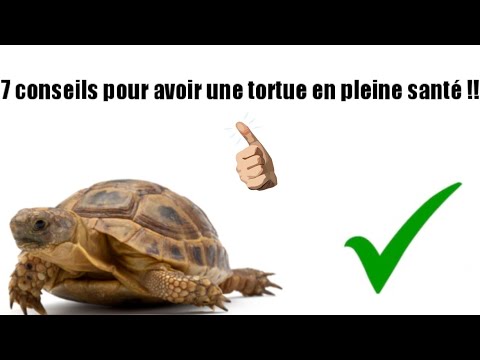 Vidéo: Les choses à faire et à ne pas faire pour le soin des tortues