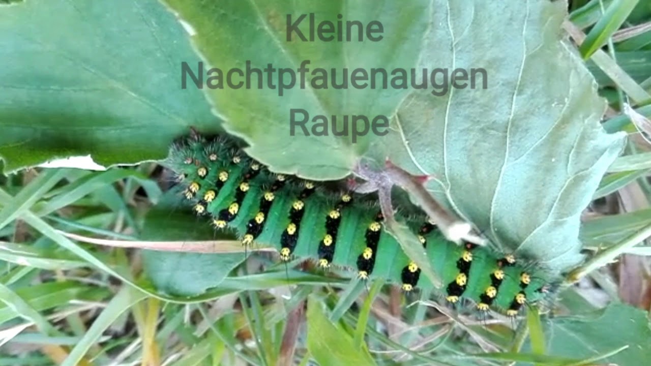 faltering fullback Kleine Nachtpfauenaugen Raupe (Frankreich 7/18) #LoveNature #Raupe #Caterpillar #Butterfly #MrGreen