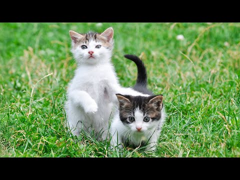 Ultimate Healing Music for Stressed Cat - Music to Soothe Cats with Birds Sounds, Tranquil Cat Music
