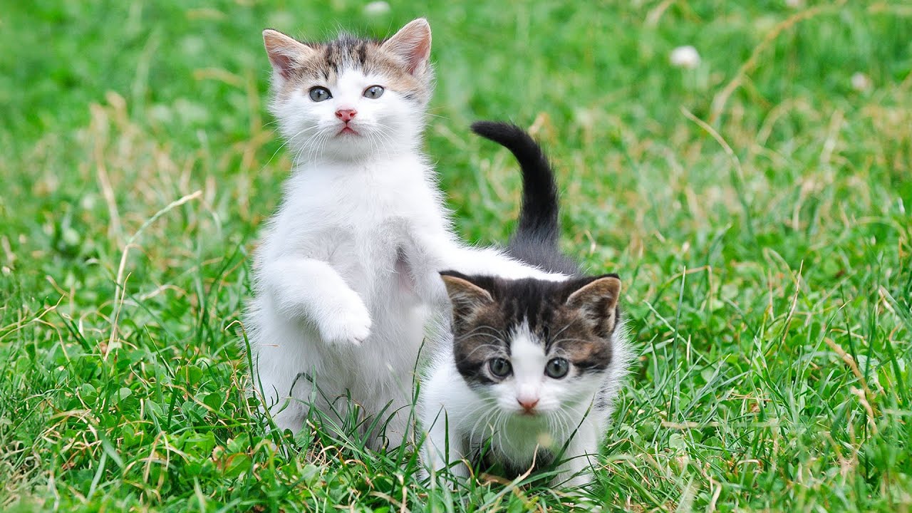 Лучшая целебная музыка для кошек в состоянии стресса — музыка для успокоения кошек с пением птиц,...