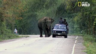 Les éléphants surgissent de la forêt et attaquent des villages