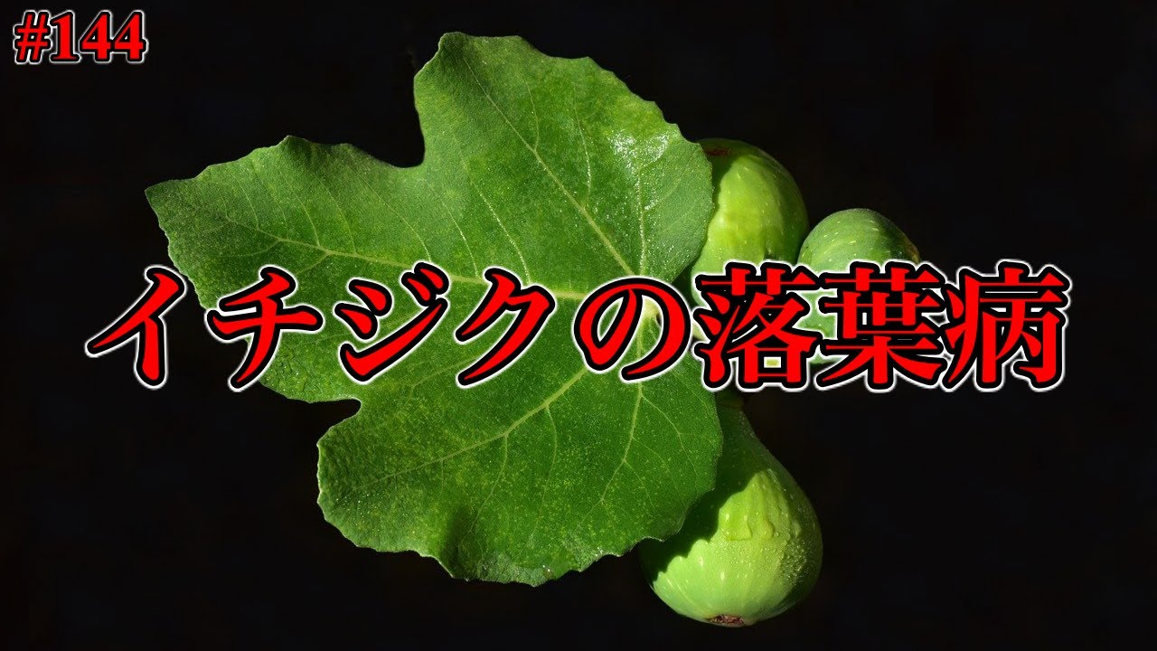 144 イチジクの葉が急激に落葉する病気 Youtube 144 イチジクの葉が急激に落葉する病気 Youtube