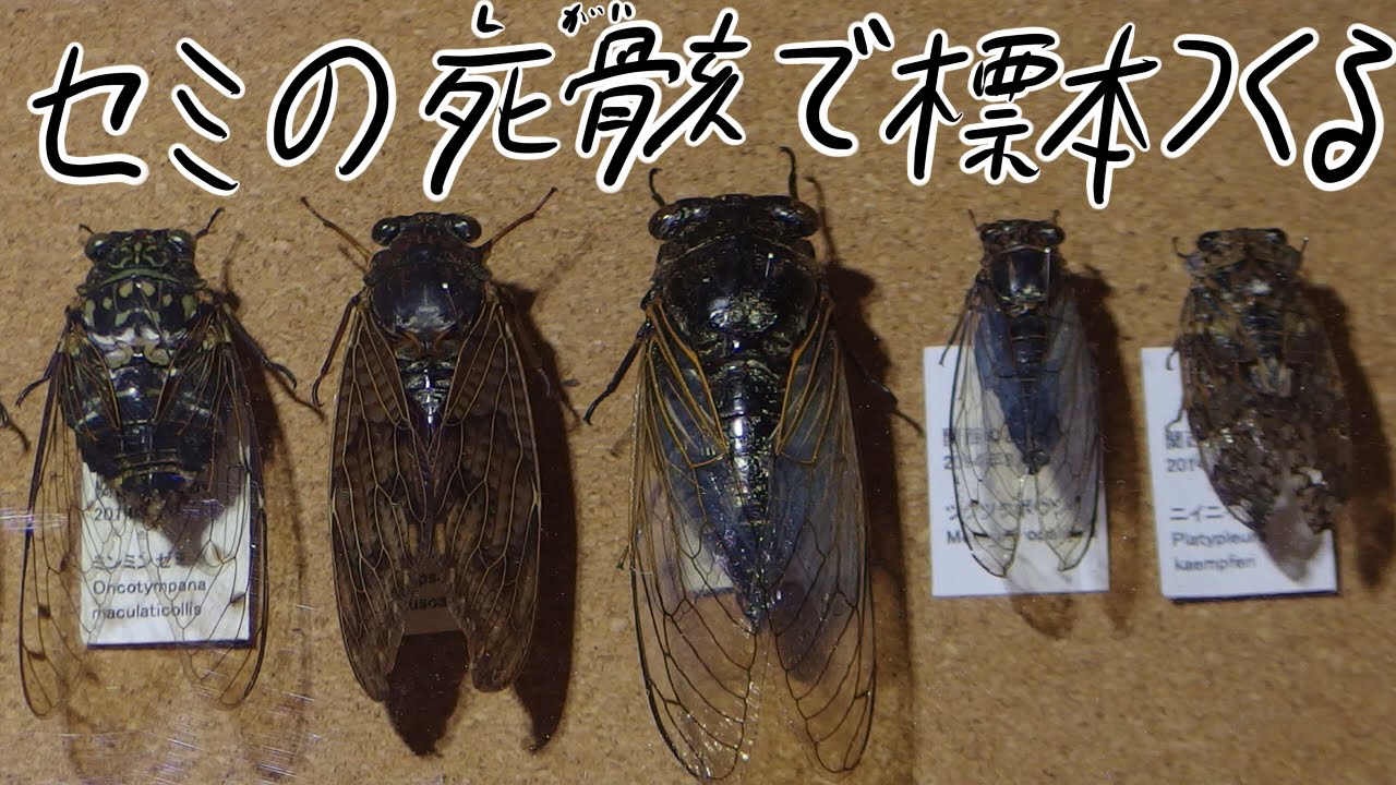 拾ったセミの死骸から昆虫標本を作る Way Of Making An Insect Specimen Using A Dead Body Of The Cicada Picked Up Youtube