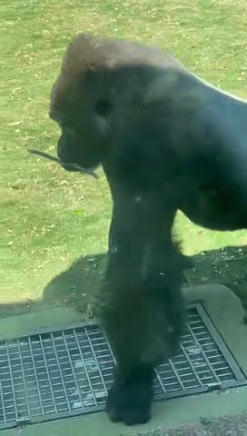 Gorilla in India[mysore zoo]