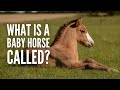Understanding the Terminology and Care of Baby Horses: A Comprehensive Guide