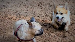 Corgi VS French Bulldog by Sid Woodstock 1,794 views 1 year ago 4 minutes, 16 seconds
