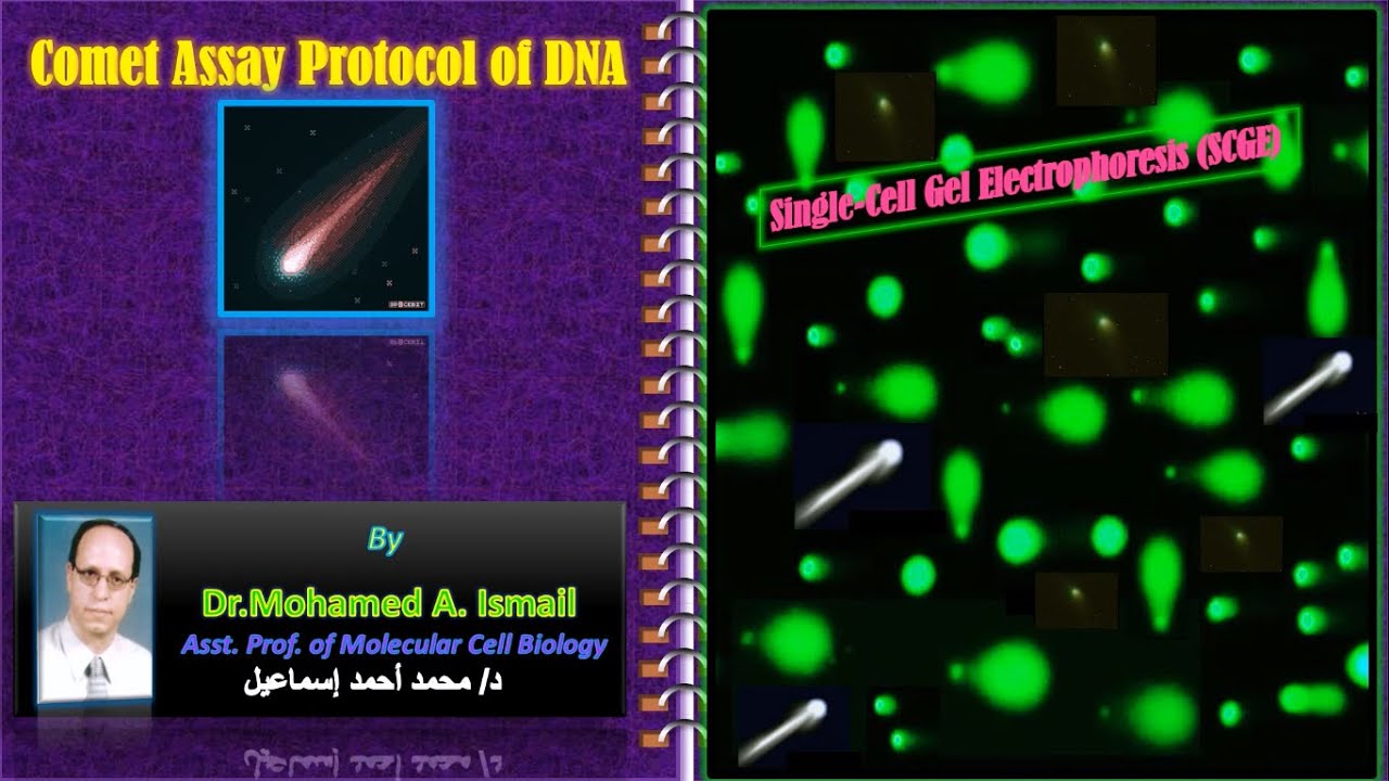 What Is The Comet Assay Protocol Of DNA YouTube What Is The Comet Assay Protocol Of DNA YouTube