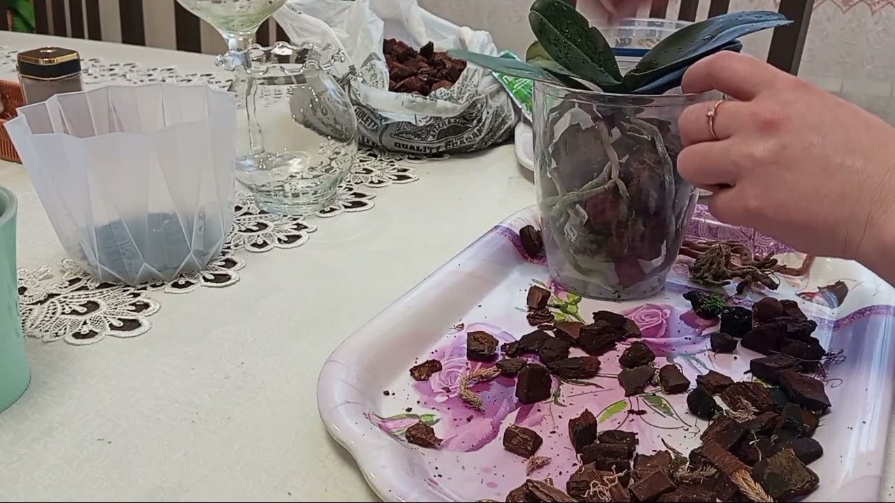 🌸 Весна починається з орхідей — пересадка діток Charmer і Big Lip