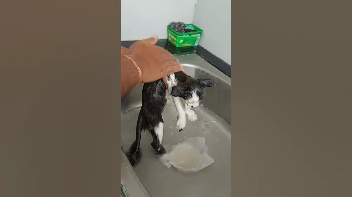 Watch the video about Weekly baths of Cloudy.. he love warm water baths.. #housecats #kittens #persiancat #bathingcats