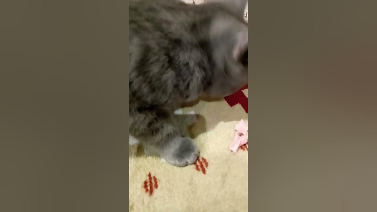 кот который ест сосиску 🌭 - YouTube