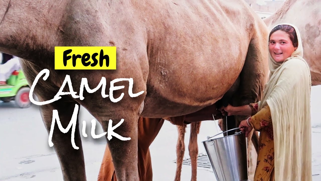 Fresh Camel Milk | Street Food Peshawar | Pakistan Street Food - YouTube