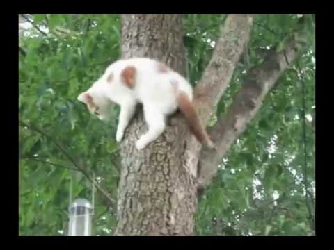 Penyelamatan anak kucing yang terjebak di atas pohon oleh induknya ...