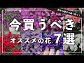 【2023年秋 最新版】冬も咲く！超おすすめな花7選【ホムセンで買える】