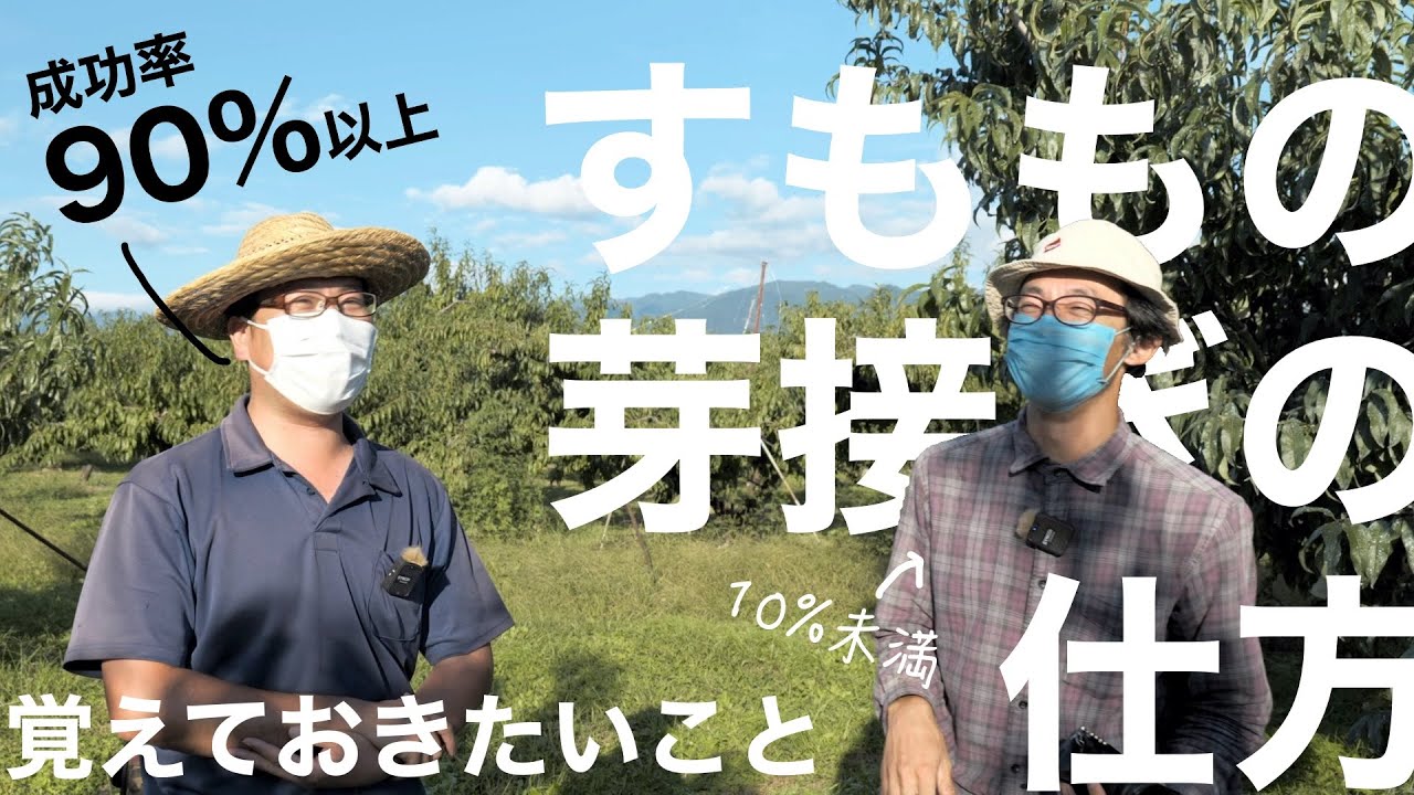 【必見】プロからすももの芽接ぎのやり方を教えてもらう。 -覚えておきたいこと-
