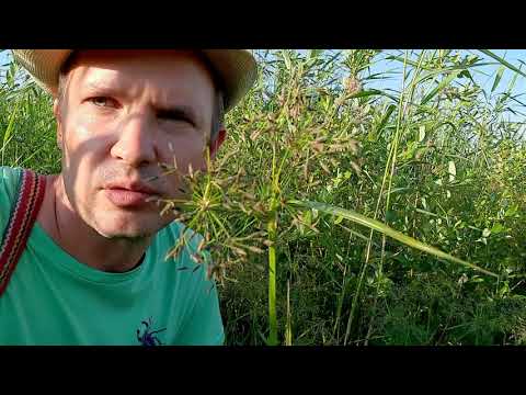 Как выглядит камыш лесной?