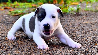 Cute puppy learning to walk