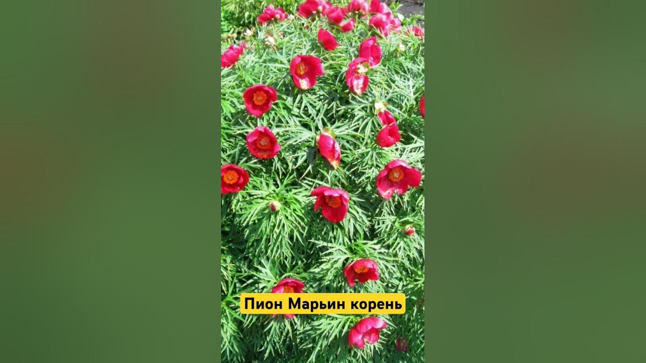 Пион Марьин Корень (уклоняющийся) Цена - 3500р - YouTube